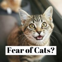 How to overcome the fear of cats (ailurophobia) ?