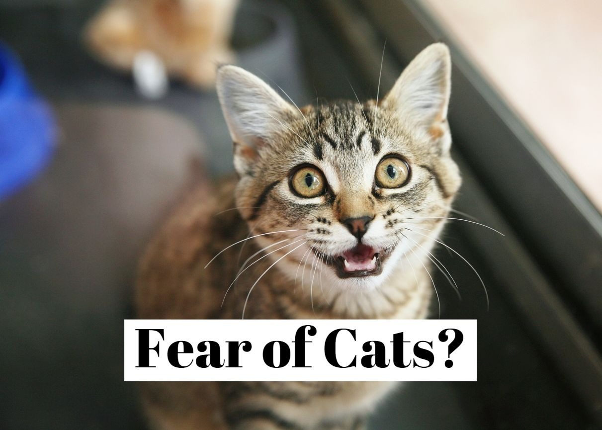 How to overcome the fear of cats (ailurophobia)