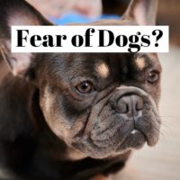 How to overcome the fear of dogs (cynophobia) ?