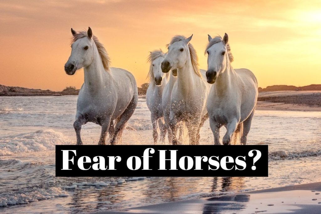 Fear of Horses