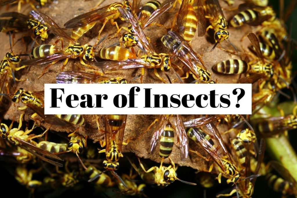 pathological fear of insects.