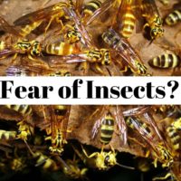 How to overcome your fear of insects (entomophobia) ?