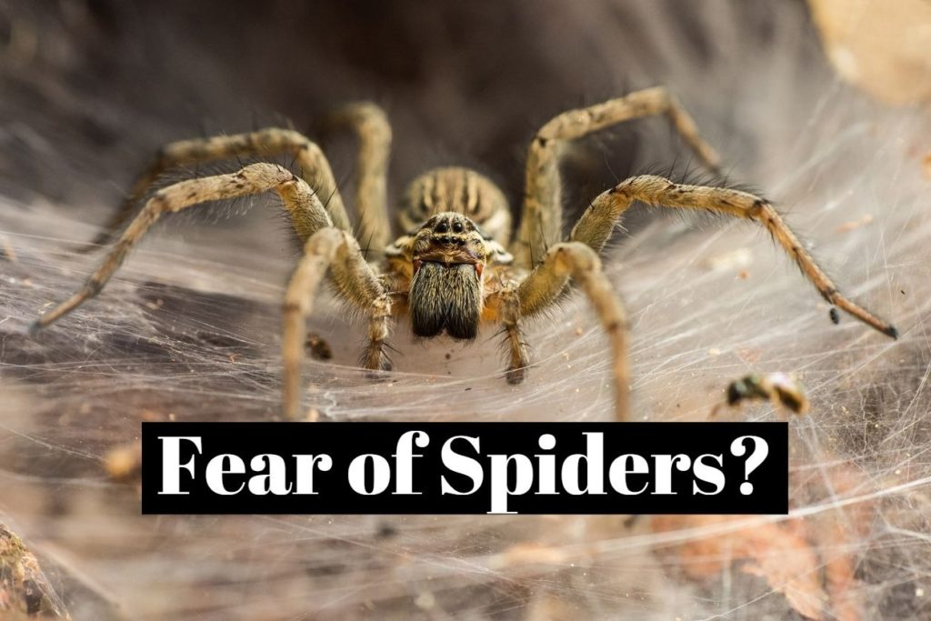 how-to-overcome-the-fear-of-spiders