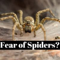 How to overcome the fear of spiders ?