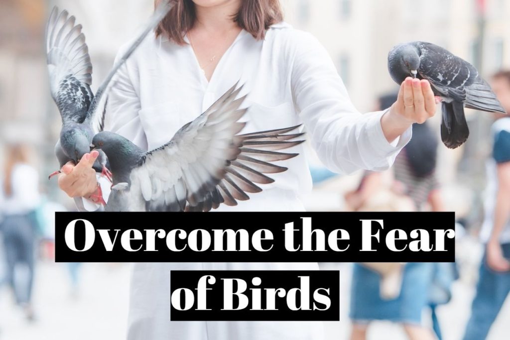 Overcome the Fear of Birds