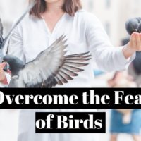 How to overcome the fear of birds (ornithophobia) ?