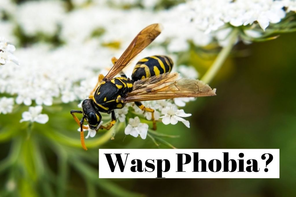 How to overcome your wasp phobia (apiphobia)