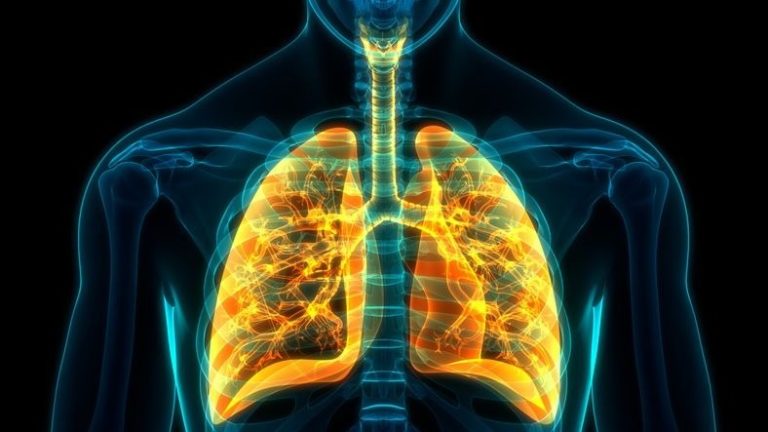 How does the respiratory system work ? The secrets